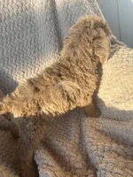 Johnny Castle, a male Poodle - Standard  for sale in Rogersville, TN – 3 of 8