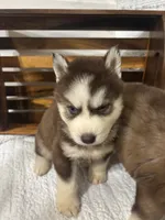 Prince Charming, a male Siberian Husky for sale in Rogersville, TN – 5 of 6
