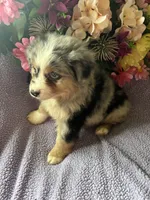 Patron, a male Miniature Australian Shepherd for sale in Rogersville, TN – 6 of 10