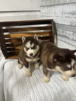 Prince Charming, a male Siberian Husky for sale in Rogersville, TN – 2 of 6