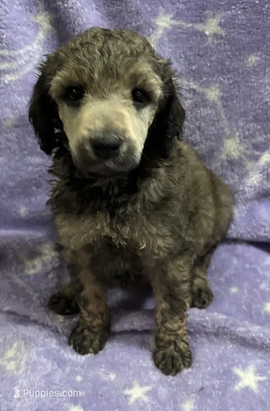Michael – Poodle - Standard  puppy for sale in Rogersville, TN