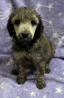 Michael, a male Poodle - Standard  for sale in Rogersville, TN – 1 of 10