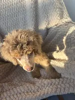 Johnny Castle, a male Poodle - Standard  for sale in Rogersville, TN – 8 of 8