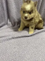 Cosmo, a male Pomsky for sale in Rogersville, TN – 6 of 8