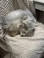 Andromeda, a female Siberian Husky for sale in Rogersville, TN – Photo 9 of 9