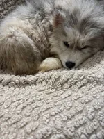 Andromeda, a female Siberian Husky for sale in Rogersville, TN – Photo 6 of 9