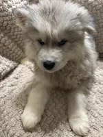 Andromeda, a female Siberian Husky for sale in Rogersville, TN – Photo 1 of 9