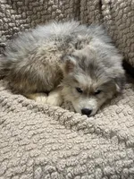 Andromeda, a female Siberian Husky for sale in Rogersville, TN – Photo 7 of 9