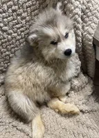 Andromeda, a female Siberian Husky for sale in Rogersville, TN – Photo 5 of 9