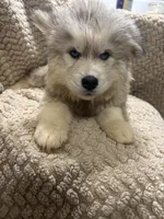 Andromeda, a female Siberian Husky for sale in Rogersville, TN – Photo 3 of 9