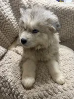 Andromeda, a female Siberian Husky for sale in Rogersville, TN – Photo 4 of 9