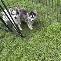 Onyx, a female Pomsky for sale in Rogersville, TN – Photo 4 of 5