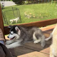 Onyx, a female Pomsky for sale in Rogersville, TN – Photo 1 of 5