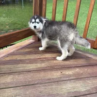 Onyx, a female Pomsky for sale in Rogersville, TN – Photo 3 of 5