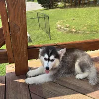 Onyx, a female Pomsky for sale in Rogersville, TN – Photo 2 of 5