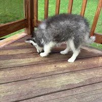 Onyx, a female Pomsky for sale in Rogersville, TN – Photo 5 of 5