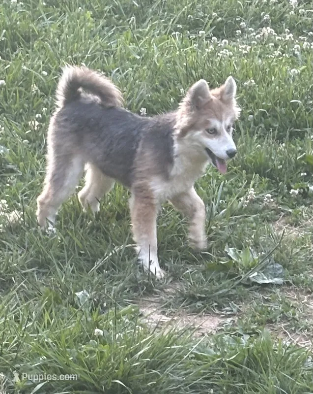 Blue – Pomsky puppy for sale in Rogersville, TN