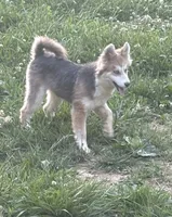 Blue, a male Pomsky for sale in Rogersville, TN – 1 of 3