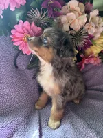 Margarita, a female Miniature Australian Shepherd for sale in Rogersville, TN – 4 of 6