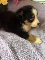 Tequila, a male Miniature Australian Shepherd for sale in Rogersville, TN – 6 of 9