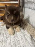 Fiona, a female Siberian Husky for sale in Rogersville, TN – 7 of 8