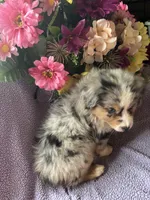 Patron, a male Miniature Australian Shepherd for sale in Rogersville, TN – 2 of 10