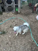 Teddy, a male Pomsky for sale in Rogersville, TN – 3 of 4