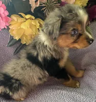 Margarita, a female Miniature Australian Shepherd for sale in Rogersville, TN – 3 of 6