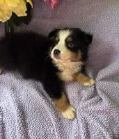 Tequila, a male Miniature Australian Shepherd for sale in Rogersville, TN – 7 of 9