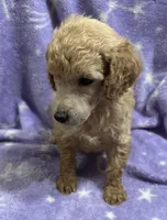 Jimmy, a male Poodle - Standard  for sale in Rogersville, TN – 3 of 10