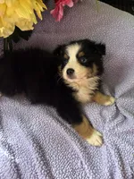 Tequila, a male Miniature Australian Shepherd for sale in Rogersville, TN – 9 of 9