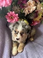 Patron, a male Miniature Australian Shepherd for sale in Rogersville, TN – 7 of 10