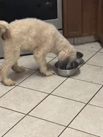 Sabrina, a female Poodle - Standard  for sale in Rogersville, TN – 5 of 8