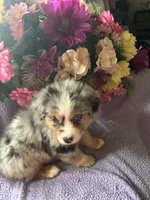 Patron, a male Miniature Australian Shepherd for sale in Rogersville, TN – 3 of 10