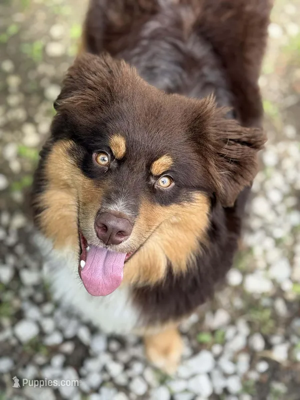 Luka – Miniature Australian Shepherd puppy for sale in Rogersville, TN