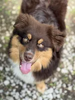 Luka, a male Miniature Australian Shepherd for sale in Rogersville, TN – Photo 1 of 2