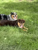 Luka, a male Miniature Australian Shepherd for sale in Rogersville, TN – Photo 2 of 2