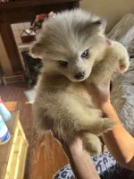 Ellee May, a female Pomsky for sale in Rogersville, TN – 8 of 8