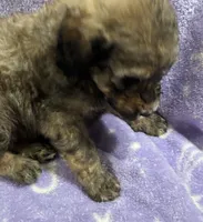 Michael, a male Poodle - Standard  for sale in Rogersville, TN – 9 of 10