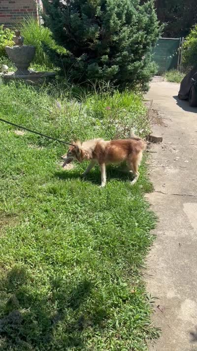 Phoebe, a female Siberian Husky for sale in Rogersville, TN – 6 of 7