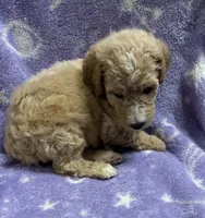 Sally, a female Poodle - Standard  for sale in Rogersville, TN – 9 of 10