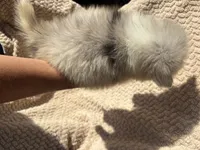 Ellee May, a female Pomsky for sale in Rogersville, TN – 4 of 8