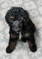 Dior, a male Poodle - Standard  for sale in Rogersville, TN – 1 of 8