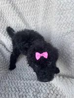 Maisie, a female Bernedoodle for sale in Rogersville, TN – 7 of 7