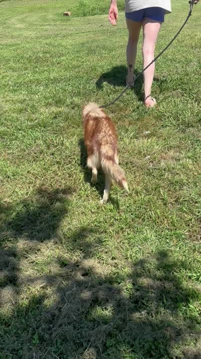 Phoebe, a female Siberian Husky for sale in Rogersville, TN – 7 of 7