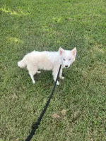 Ice, a male Pomsky for sale in Rogersville, TN – 5 of 7