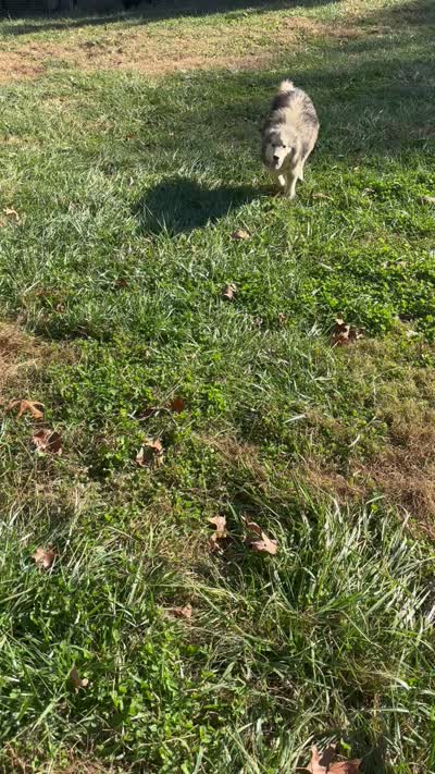 Nala, a female Alaskan Malamute for sale in Rogersville, TN – 5 of 5