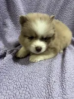 Cookie, a female Pomsky for sale in Rogersville, TN – 5 of 6