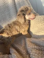 Johnny Castle, a male Poodle - Standard  for sale in Rogersville, TN – 6 of 8