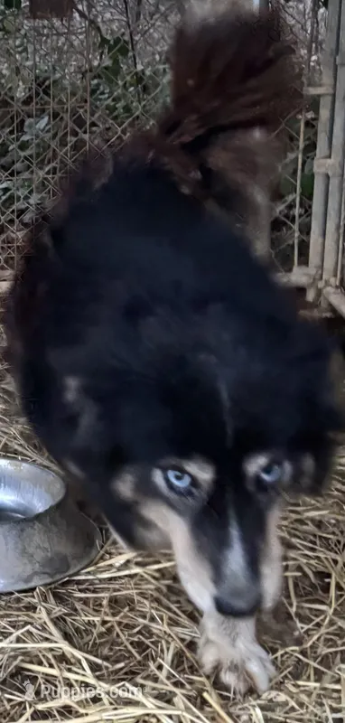 Raven – Siberian Husky puppy for sale in Rogersville, TN